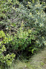 Tephrosia polystachya