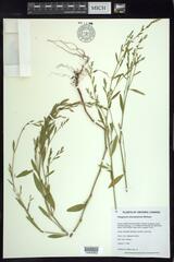 Polygonum ramosissimum