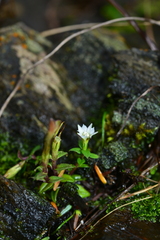 Gentiana flavomaculata