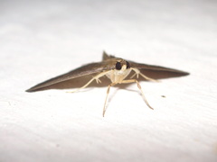 Phostria