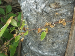 Rubus corchorifolius