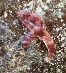 Allostichaster polyplax