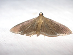 Phostria
