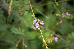 Tephrosia polystachya