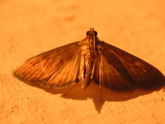 Phostria
