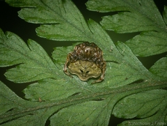 Arkys speechleyi