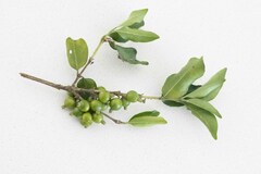 Tricalysia capensis capensis