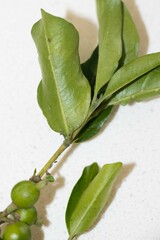 Tricalysia capensis capensis