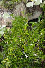 Tricalysia capensis capensis