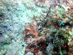 Carpopeltis