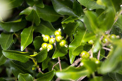 Tricalysia capensis capensis