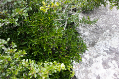 Tricalysia capensis capensis