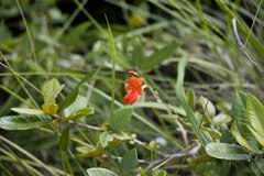 Tritonia disticha