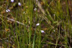 Utricularia livida