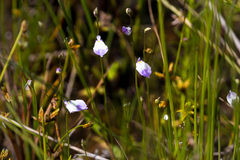 Utricularia livida