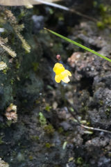 Utricularia subulata