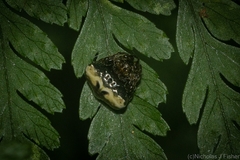 Arkys speechleyi