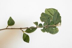 Vangueria macrocalyx