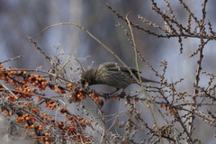 Carpodacus rhodochlamys