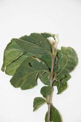 Vangueria macrocalyx