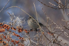 Carpodacus rhodochlamys