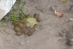 Phacochoerus africanus