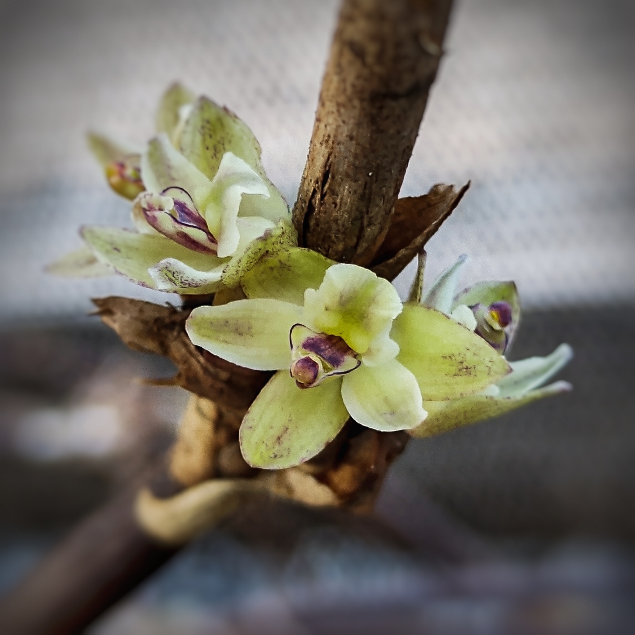 Scaphyglottis modesta
