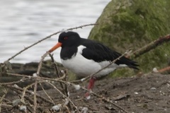 Haematopus ostralegus