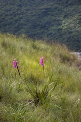 Watsonia densiflora