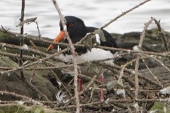 Haematopus ostralegus
