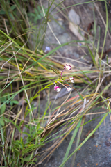 Zaluzianskya elongata