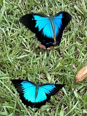 Papilio ulysses