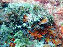 Synodus rubromarmoratus