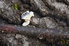 Hohenbuehelia cyphelliformis