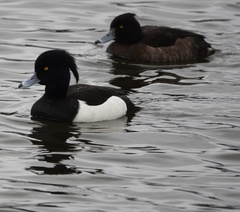 Aythya fuligula