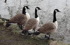 Branta canadensis