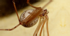 Physocyclus globosus