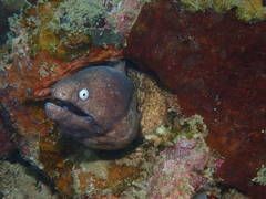 Gymnothorax thyrsoideus
