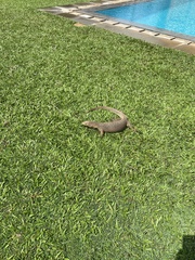 Varanus bengalensis