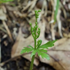 Botrychium angustisegmentum