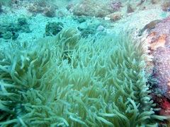Heteractis