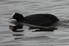 Fulica atra