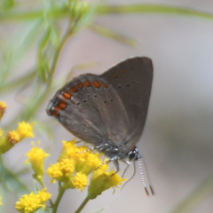 Satyrium titus