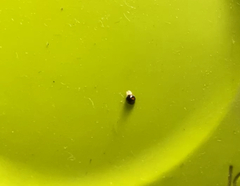 Serangium maculigerum