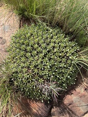 Euphorbia pulvinata
