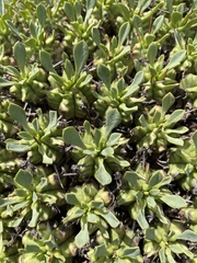 Euphorbia pulvinata