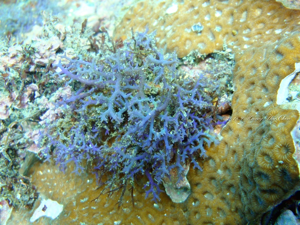 Hypnea pannosa