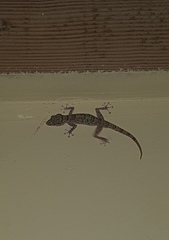 Ptyodactylus