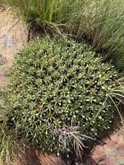 Euphorbia pulvinata