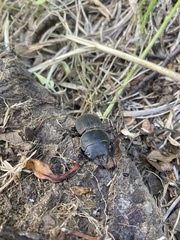 Apterodorcus bacchus